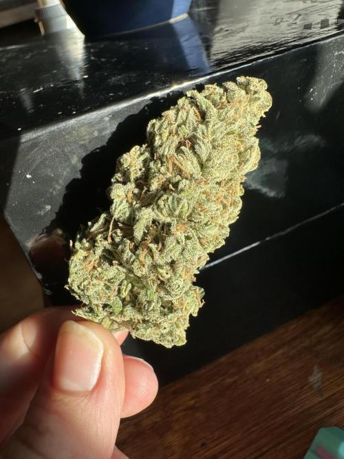 Sassy/Sparkle Farts. Week 18