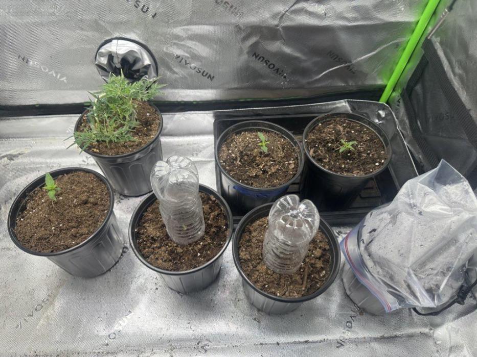 Reba/Rainbow Melon. Week 0