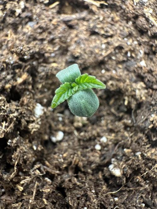 Reba/Rainbow Melon. Week 1