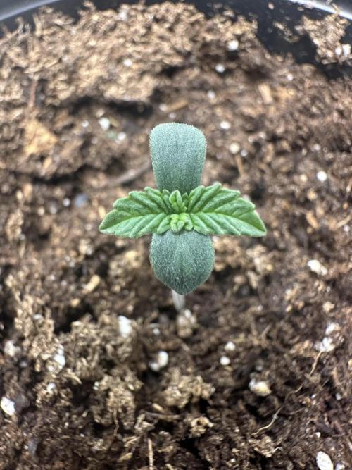 Reba/Rainbow Melon. Week 1