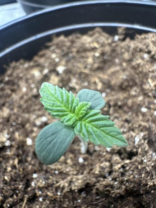 Reba/Rainbow Melon. Week 1
