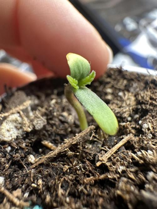 Priscilla/Purple Lemonade Auto. Week 0