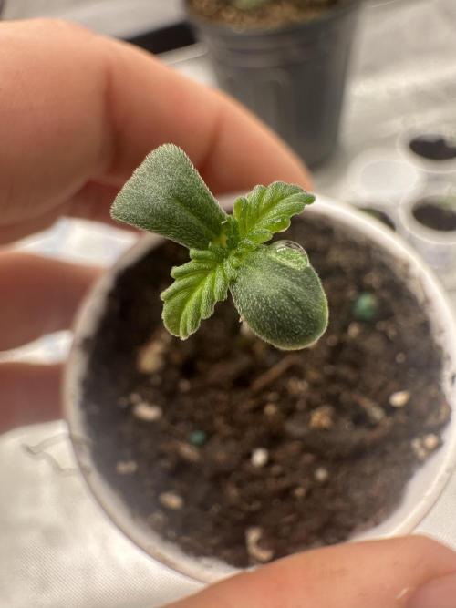 Priscilla/Purple Lemonade Auto. Week 0