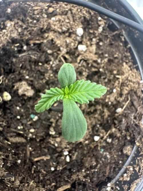 Priscilla/Purple Lemonade Auto. Week 1