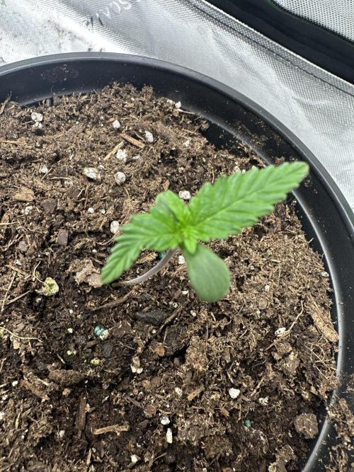 Priscilla/Purple Lemonade Auto. Week 1