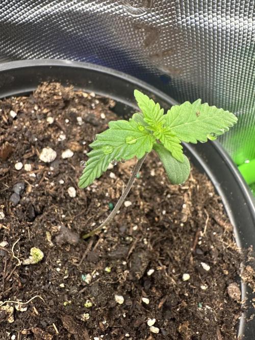 Priscilla/Purple Lemonade Auto. Week 1
