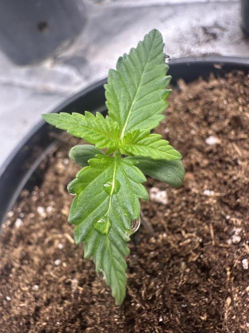 Priscilla/Purple Lemonade Auto. Week 1