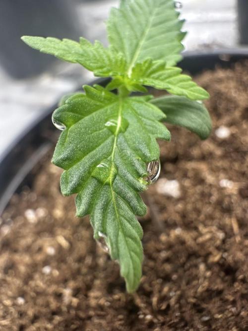 Priscilla/Purple Lemonade Auto. Week 1