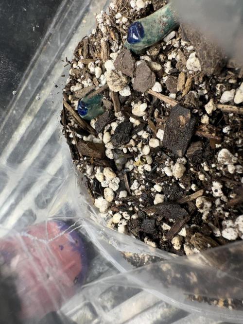 Cleopatra/Crown Bonsai. Week 0