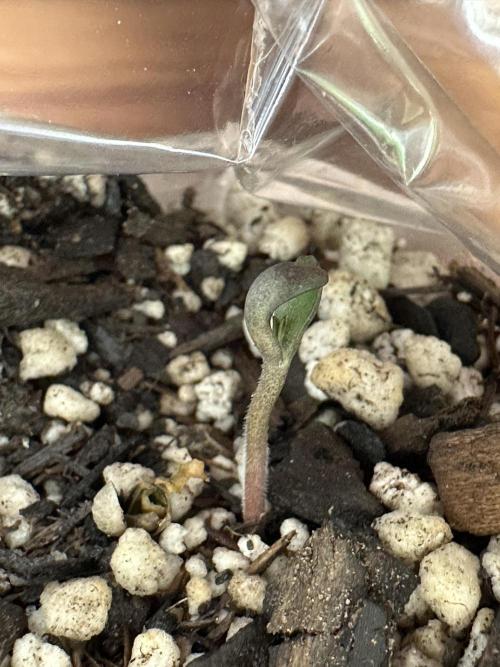 Cleopatra/Crown Bonsai. Week 0