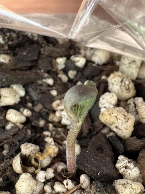 Cleopatra/Crown Bonsai. Week 0