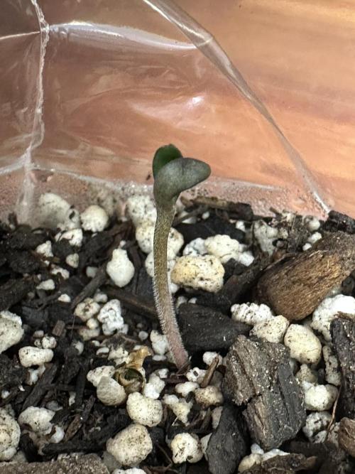 Cleopatra/Crown Bonsai. Week 0