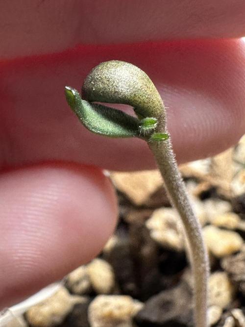Cleopatra/Crown Bonsai. Week 0