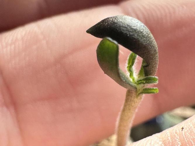 Cleopatra/Crown Bonsai. Week 0