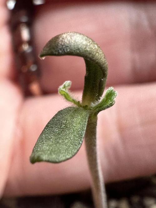 Cleopatra/Crown Bonsai. Week 1