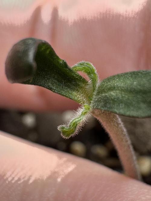 Cleopatra/Crown Bonsai. Week 1