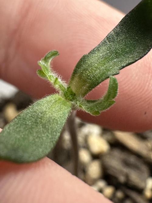 Cleopatra/Crown Bonsai. Week 1