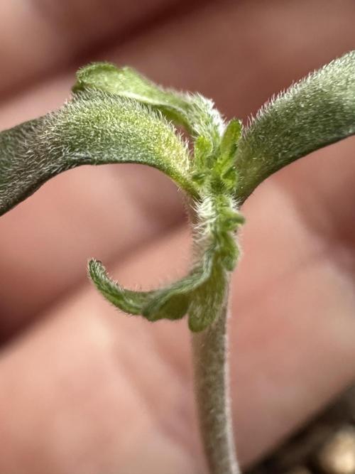 Cleopatra/Crown Bonsai. Week 1