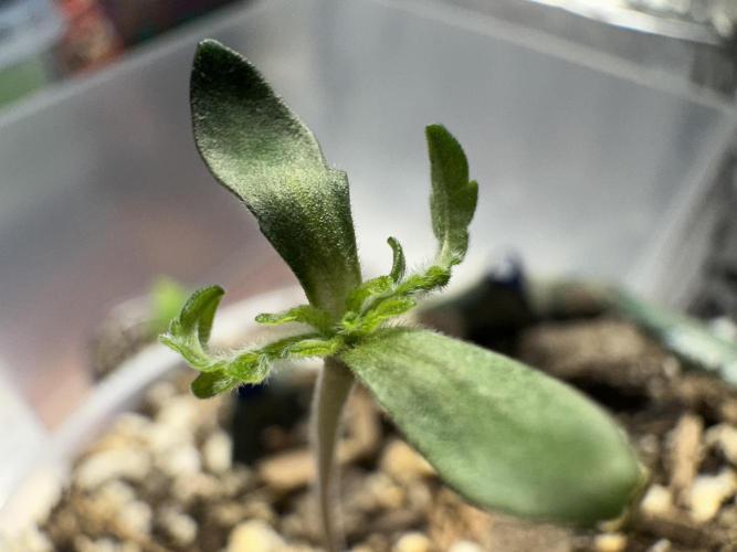 Cleopatra/Crown Bonsai. Week 1