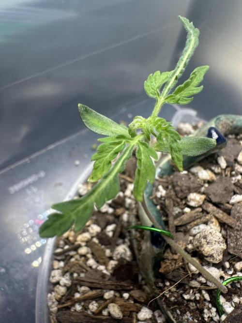 Cleopatra/Crown Bonsai. Week 2
