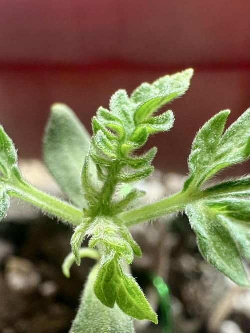 Cleopatra/Crown Bonsai. Week 2