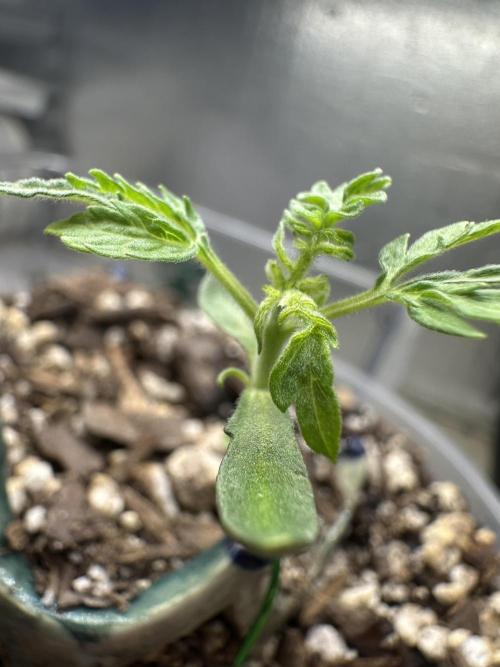 Cleopatra/Crown Bonsai. Week 2
