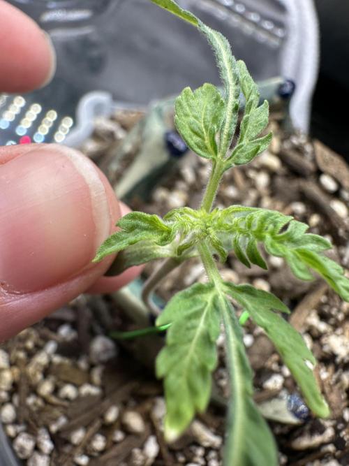 Cleopatra/Crown Bonsai. Week 2