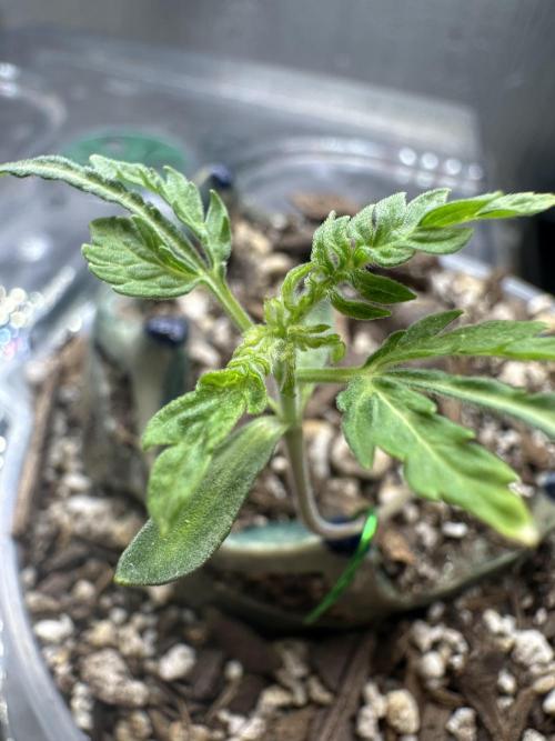 Cleopatra/Crown Bonsai. Week 2