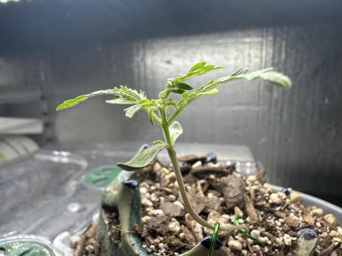 Cleopatra/Crown Bonsai. Week 2