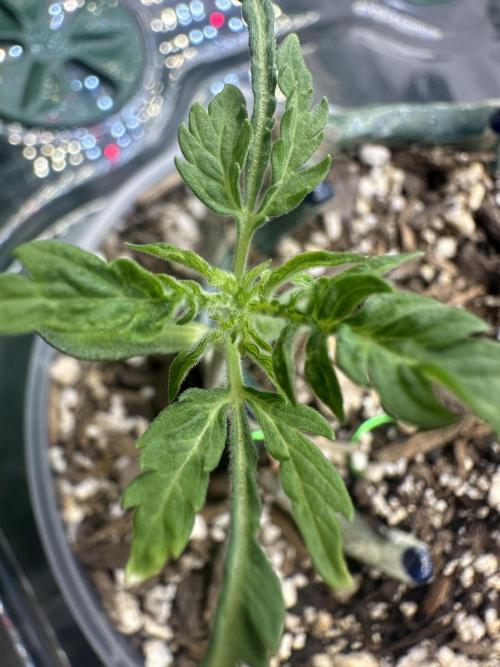 Cleopatra/Crown Bonsai. Week 3