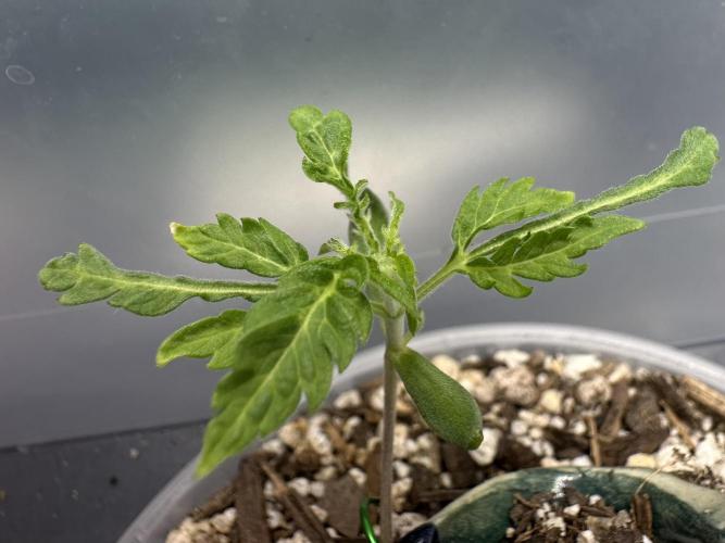 Cleopatra/Crown Bonsai. Week 3