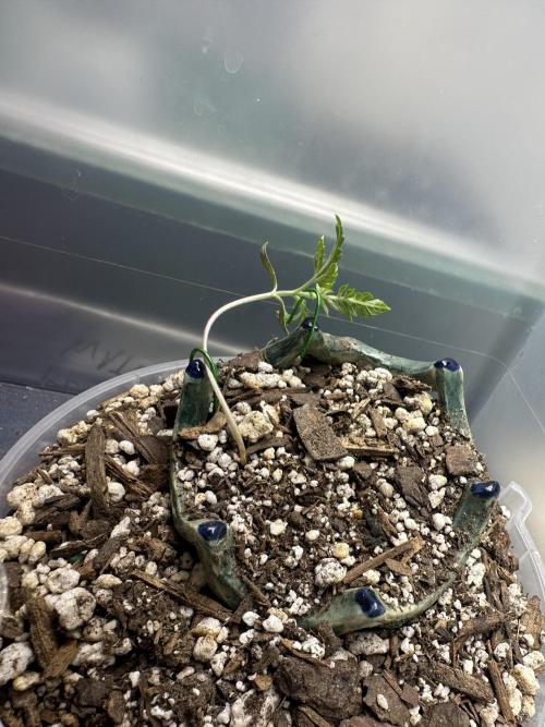 Cleopatra/Crown Bonsai. Week 3