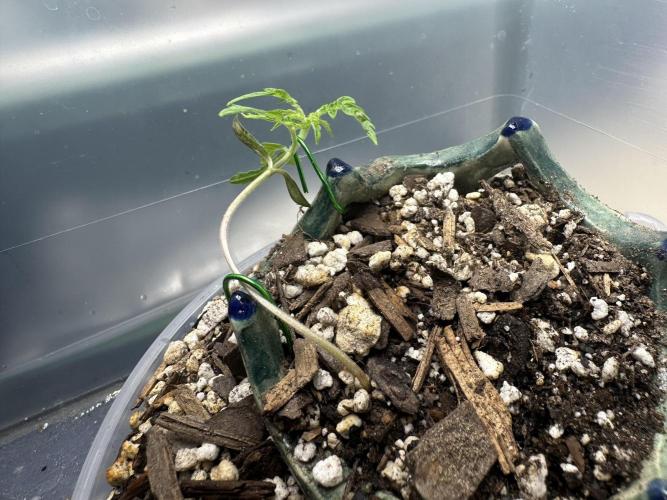 Cleopatra/Crown Bonsai. Week 3