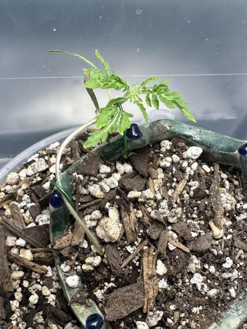 Cleopatra/Crown Bonsai. Week 3