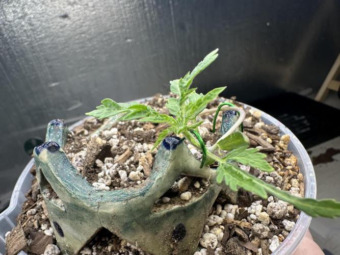 Cleopatra/Crown Bonsai. Week 3