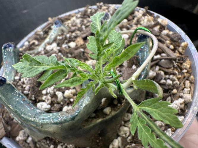 Cleopatra/Crown Bonsai. Week 3