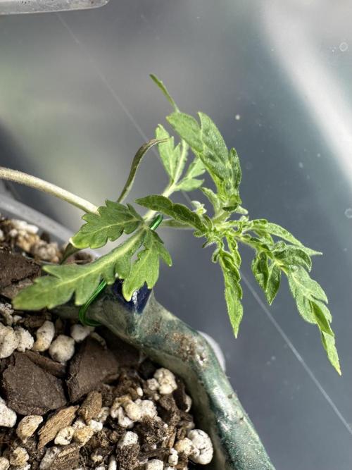 Cleopatra/Crown Bonsai. Week 3
