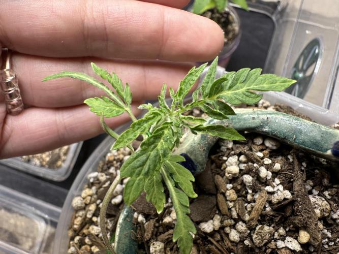 Cleopatra/Crown Bonsai. Week 4