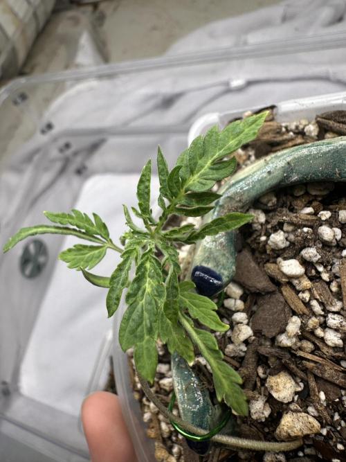 Cleopatra/Crown Bonsai. Week 4