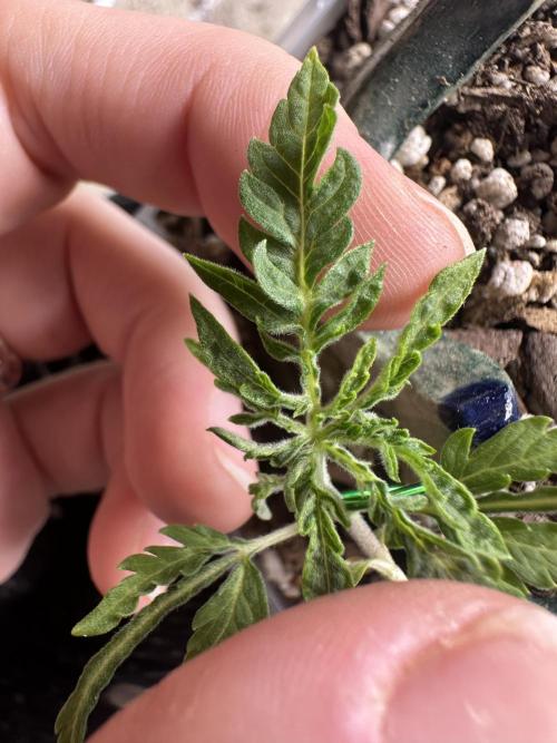 Cleopatra/Crown Bonsai. Week 4