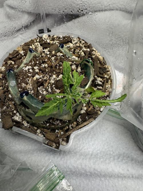 Cleopatra/Crown Bonsai. Week 4