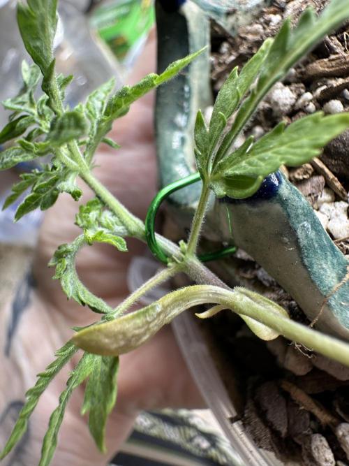 Cleopatra/Crown Bonsai. Week 4