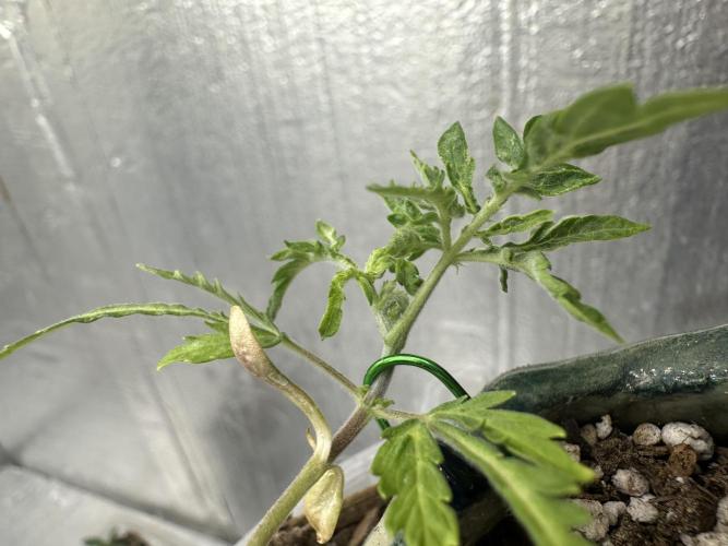 Cleopatra/Crown Bonsai. Week 4