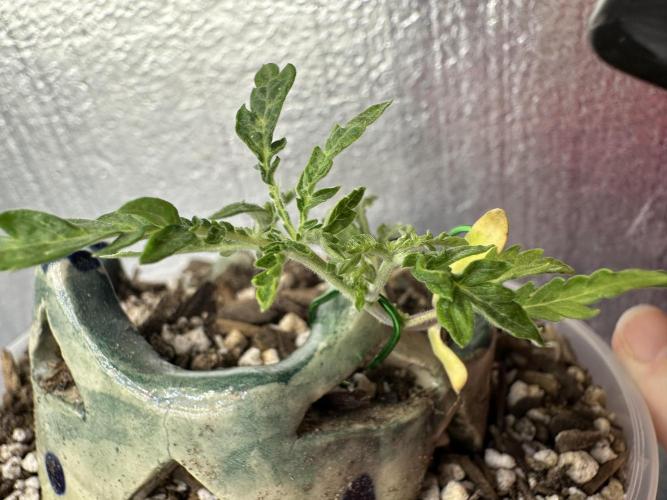 Cleopatra/Crown Bonsai. Week 4