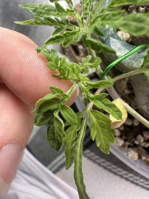 Cleopatra/Crown Bonsai. Week 5