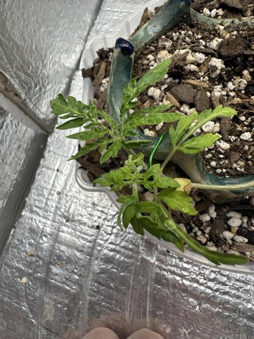 Cleopatra/Crown Bonsai. Week 5