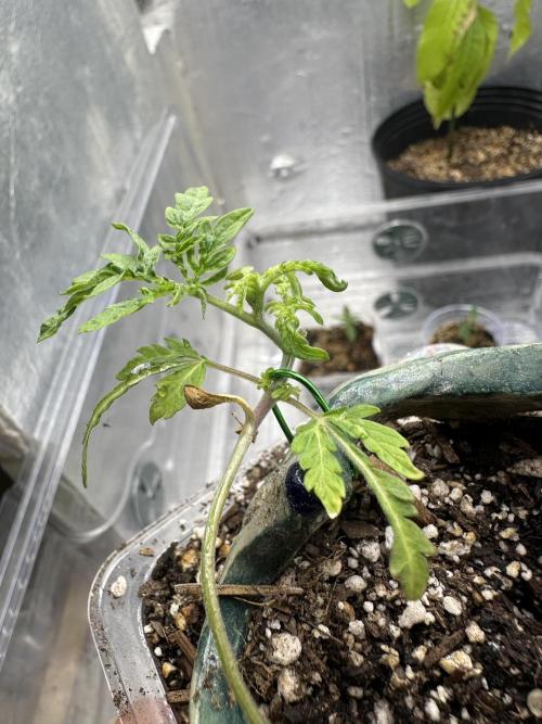 Cleopatra/Crown Bonsai. Week 5