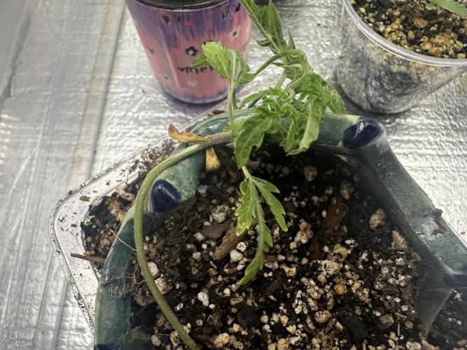 Cleopatra/Crown Bonsai. Week 5