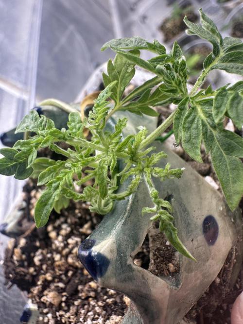 Cleopatra/Crown Bonsai. Week 5