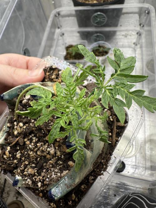 Cleopatra/Crown Bonsai. Week 5